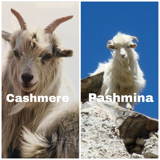 The Elegance of Pashmina and Cashmere Comparative Exploration